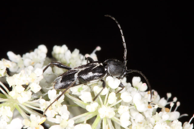 Chlorophorus sartor - Copyright Denis Bourgeois